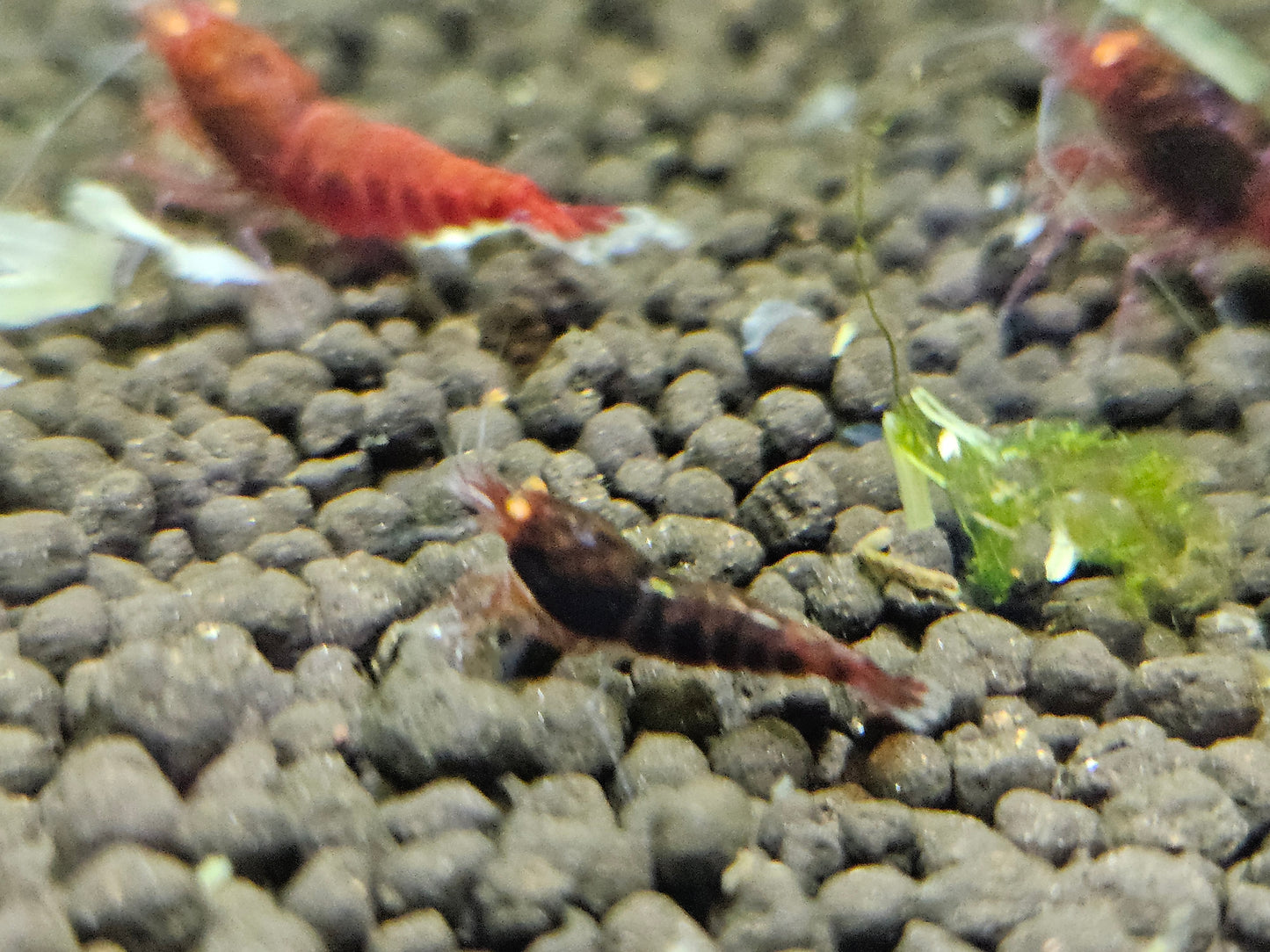 Caridina Red devil orange eyes en aquarium - le comptoir aquatique