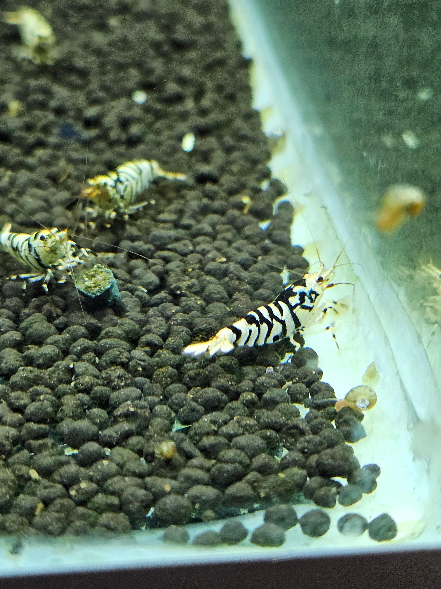Caridina Fancy tiger black en aquarium - le comptoir aquatique