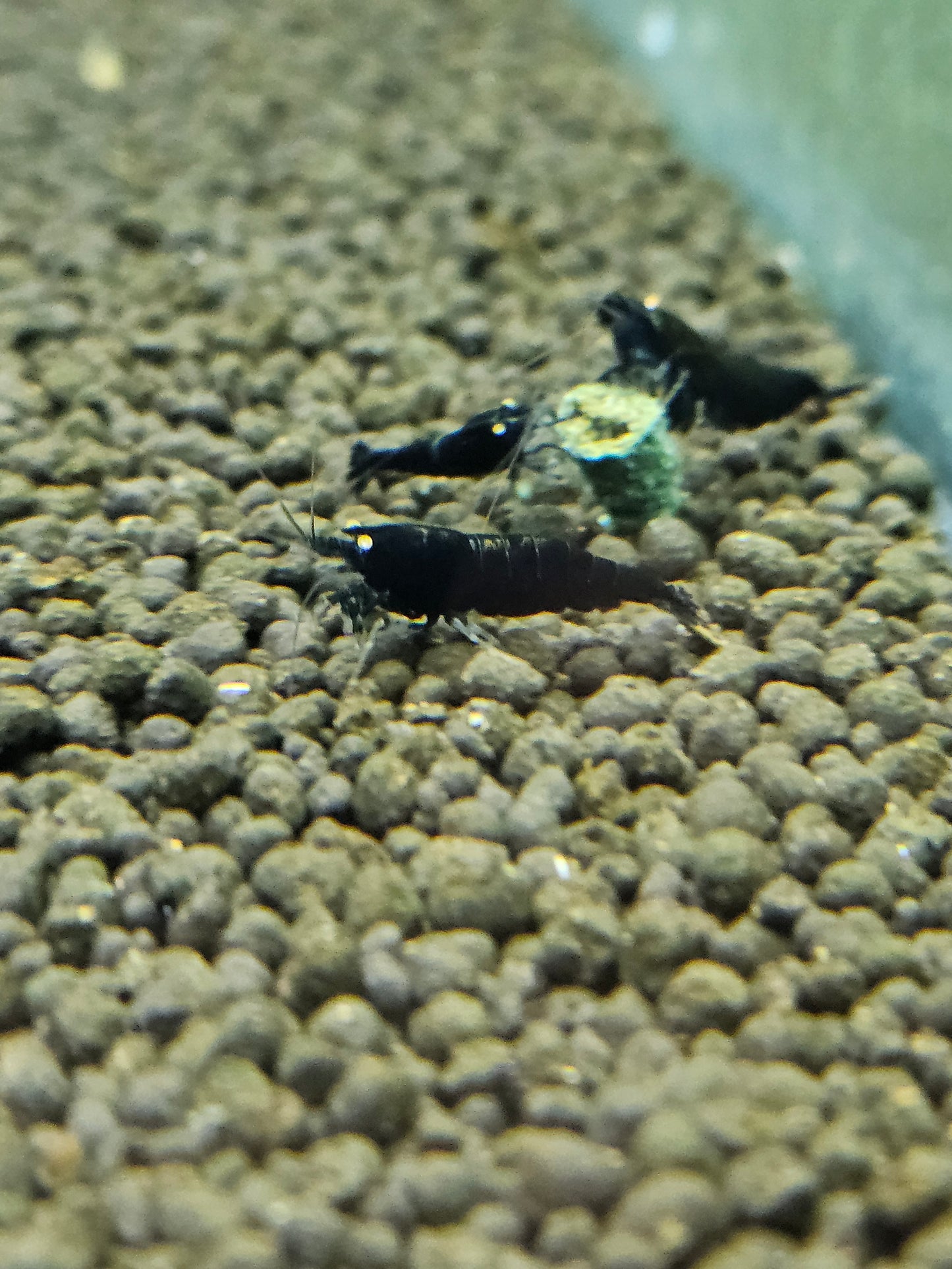Black devil orange eyes en aquarium - le comptoir aquatique