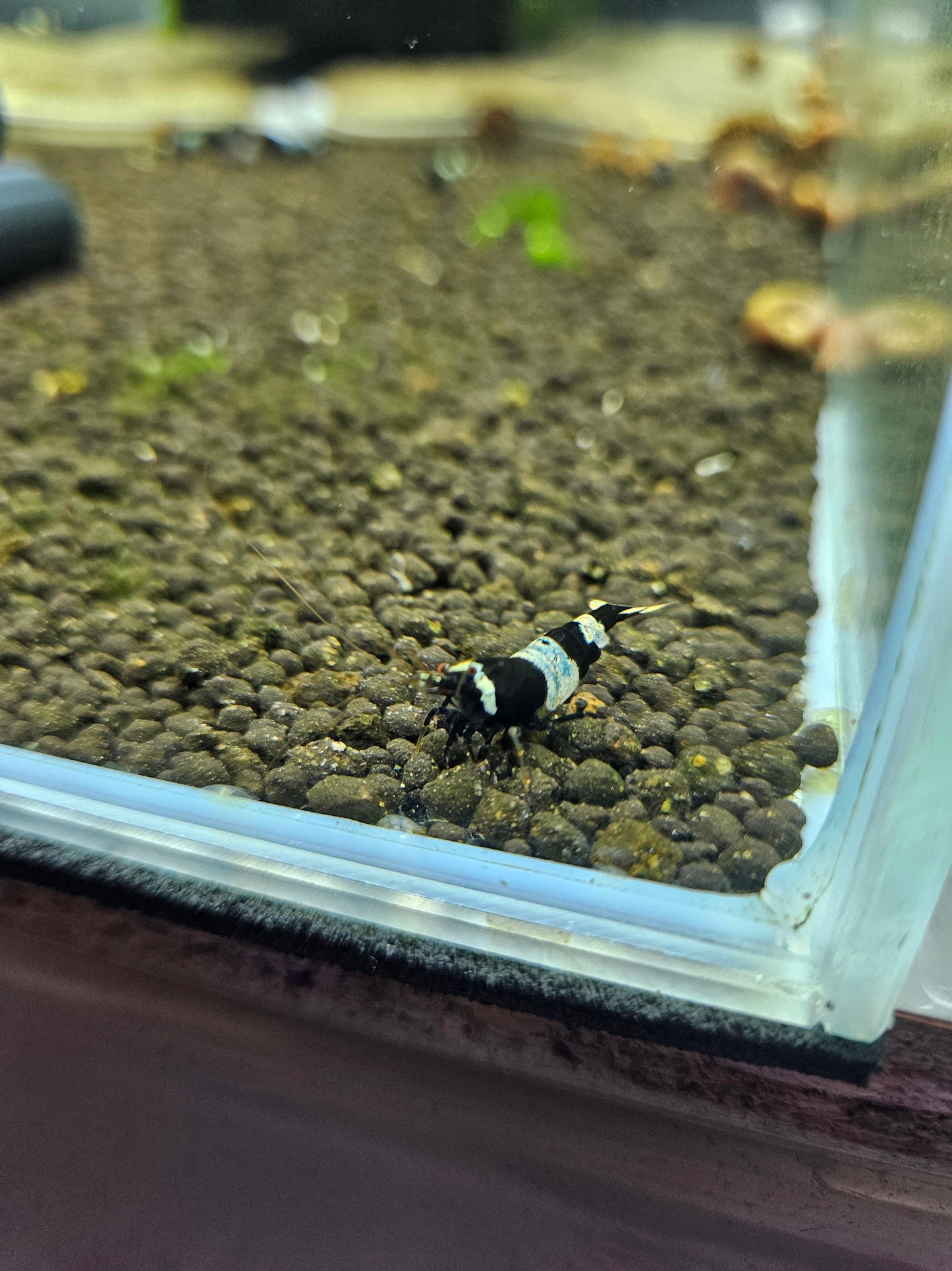 Caridina Panda blue en aquarium - le comptoir aquatique