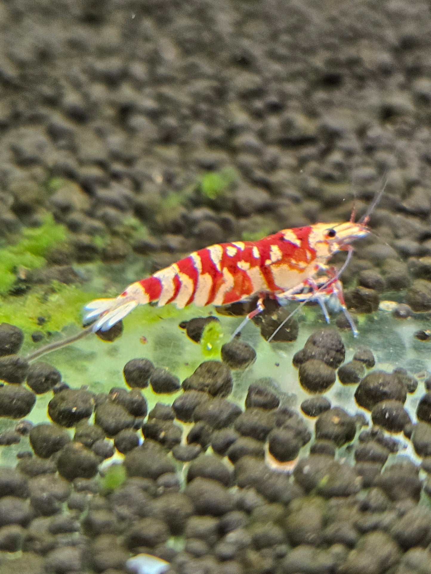 Caridina Fancy tiger red en aquarium - le comptoir aquatique