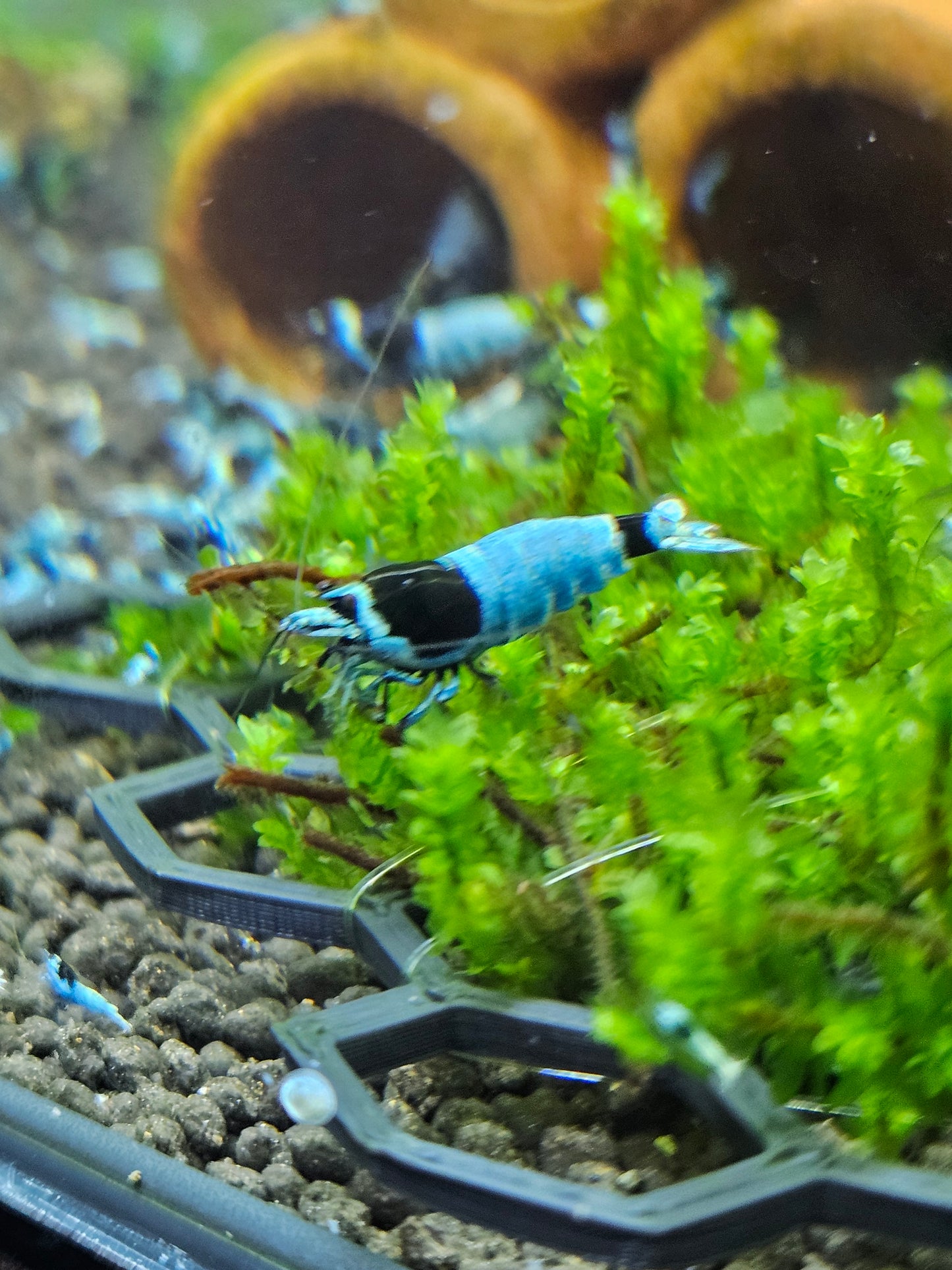 Crevette Caridina Mosura Blue en aquarium – Le comptoir aquatique
