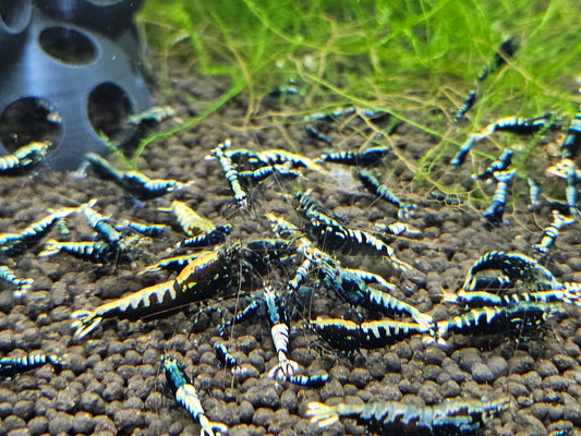 Caridina galaxy black