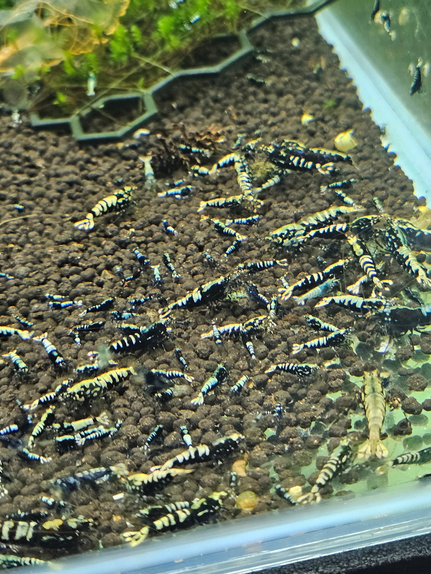 Crevette Caridina Galaxy Black en aquarium – Le comptoir aquatique