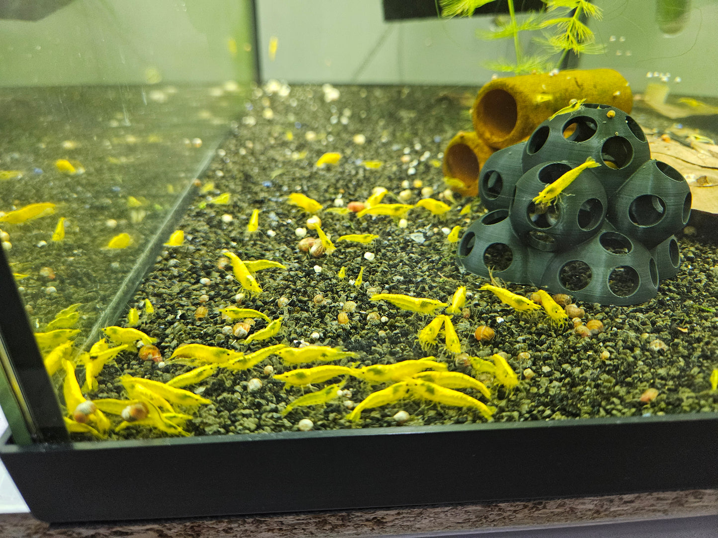 Crevette Neocaridina Yellow neon en aquarium – Le comptoir aquatique