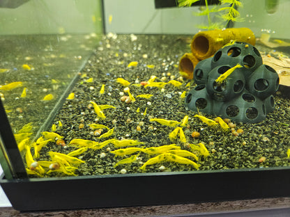 Crevette Neocaridina Yellow neon en aquarium – Le comptoir aquatique