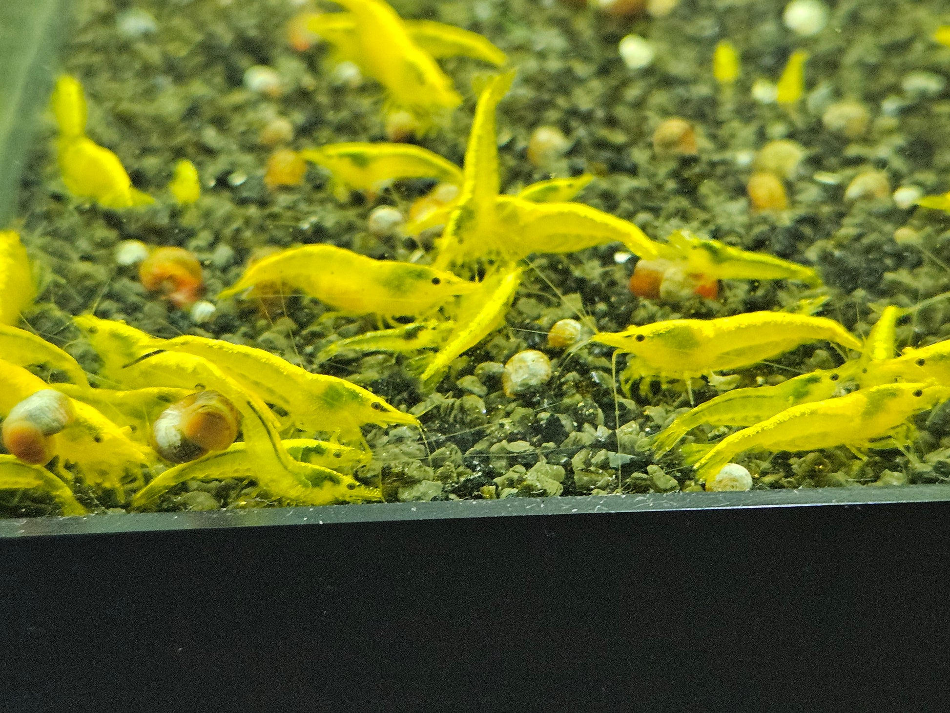 Crevette Neocaridina Yellow neon en aquarium – Le comptoir aquatique