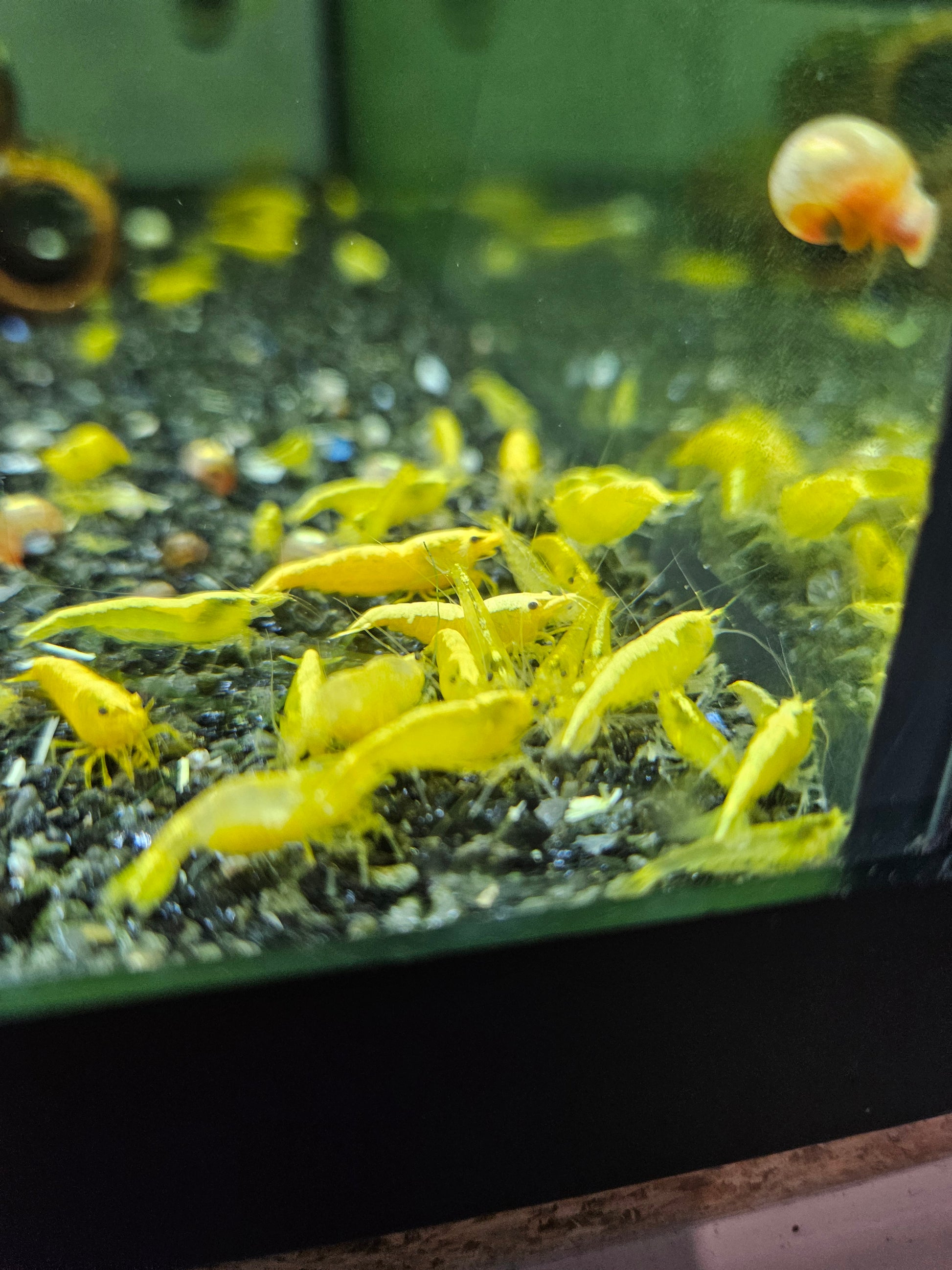 Crevette Neocaridina Yellow neon en aquarium – Le comptoir aquatique