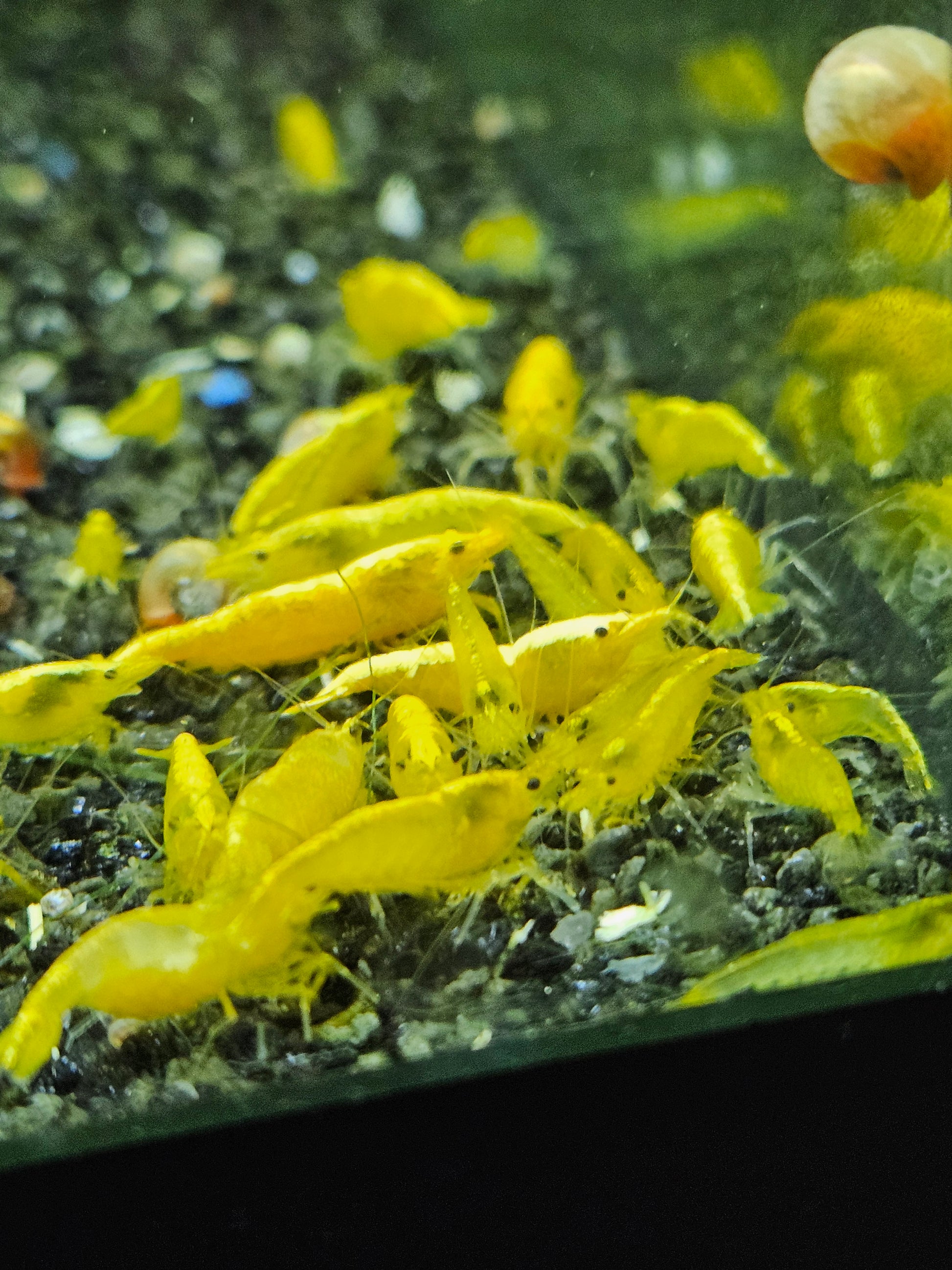 Crevette Neocaridina Yellow neon en aquarium – Le comptoir aquatique