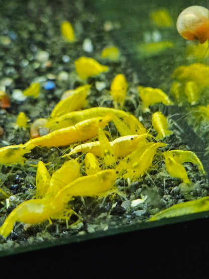 Crevette Neocaridina Yellow neon en aquarium – Le comptoir aquatique