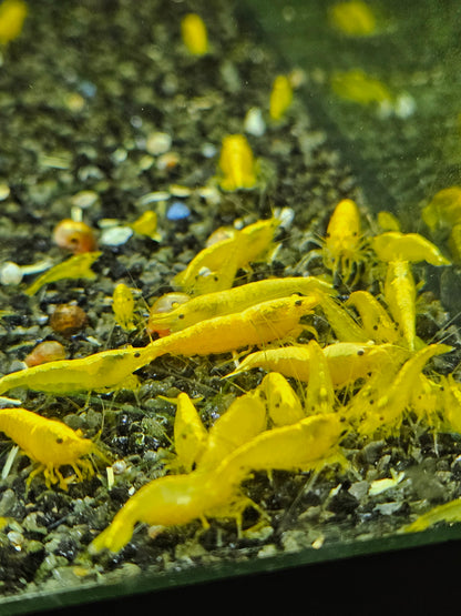 Crevette Neocaridina Yellow neon en aquarium – Le comptoir aquatique
