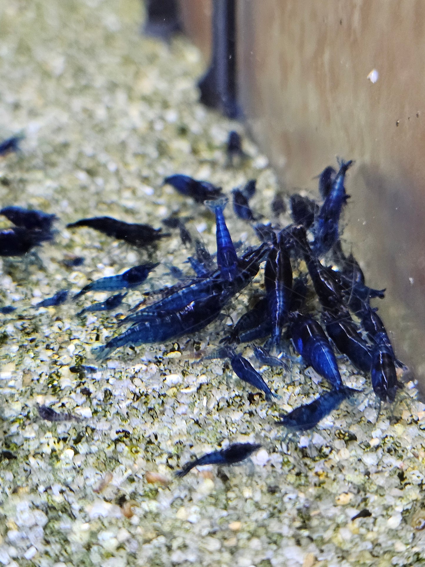 Crevette Neocaridina Blue Velvet en aquarium – Le comptoir aquatique