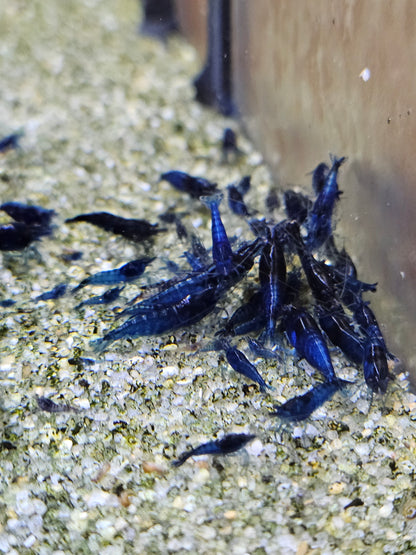 Crevette Neocaridina Blue Velvet en aquarium – Le comptoir aquatique