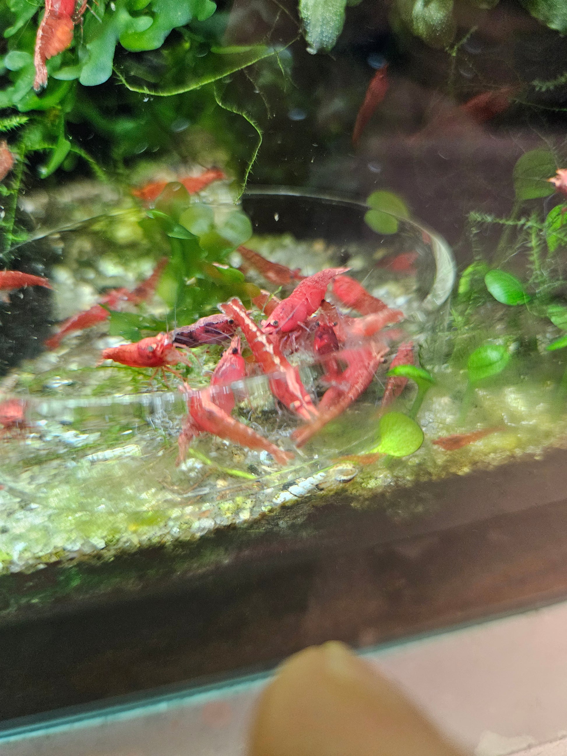 Crevette Neocaridina sakura red en aquarium – Le comptoir aquatique