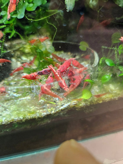 Crevette Neocaridina sakura red en aquarium – Le comptoir aquatique