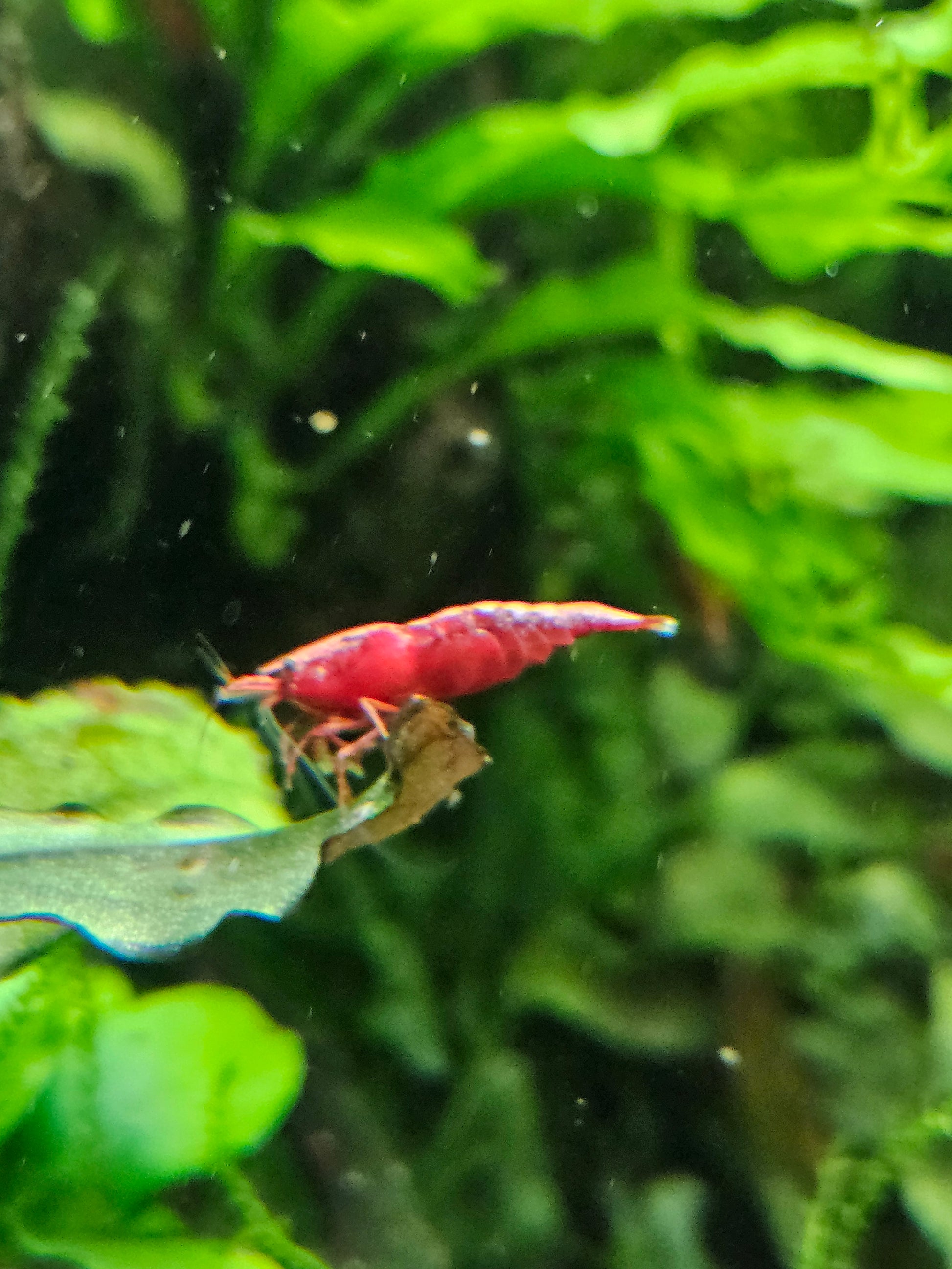 Crevette Neocaridina sakura red en aquarium – Le comptoir aquatique