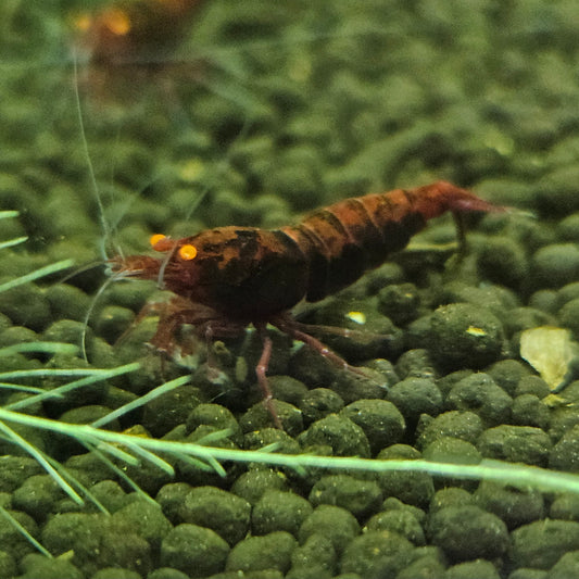Caridina Red devil orange eyes en aquarium - le comptoir aquatique