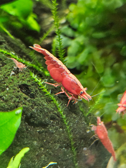 Crevette Neocaridina sakura red en aquarium – Le comptoir aquatique