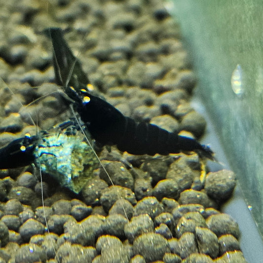 Black devil orange eyes en aquarium - le comptoir aquatique