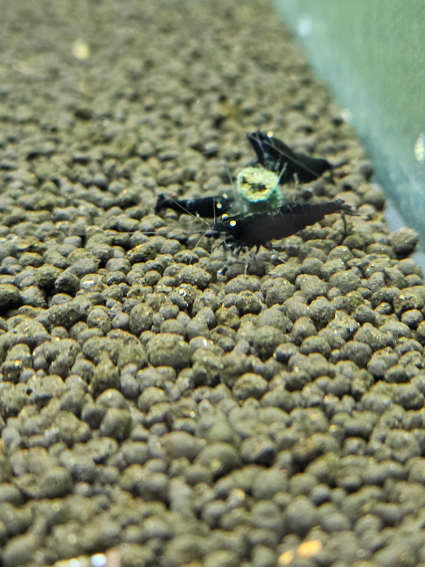 Black devil orange eyes en aquarium - le comptoir aquatique