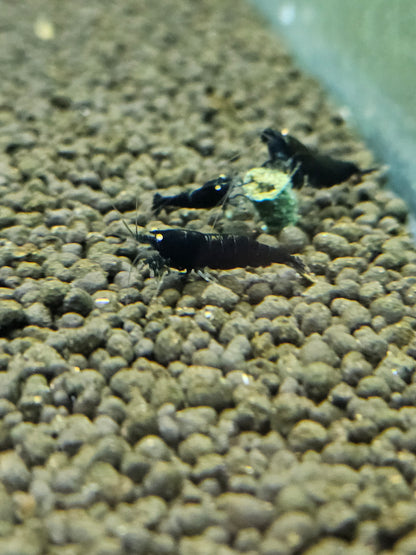 Black devil orange eyes en aquarium - le comptoir aquatique