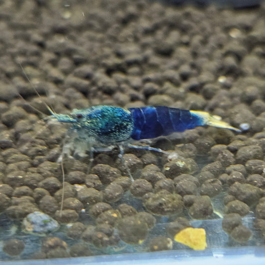 Caridina crazy blue en aquarium - le comptoir aquatique