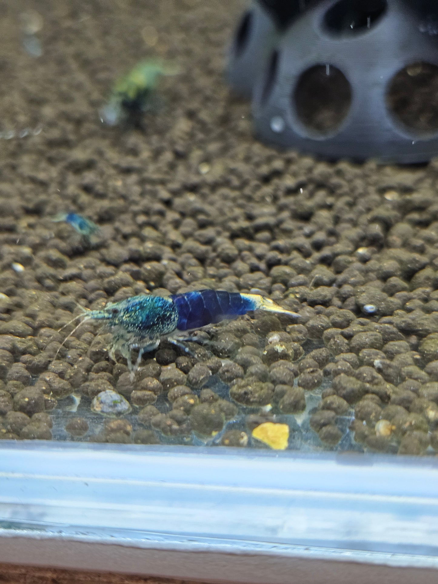 Caridina crazy blue en aquarium - le comptoir aquatique