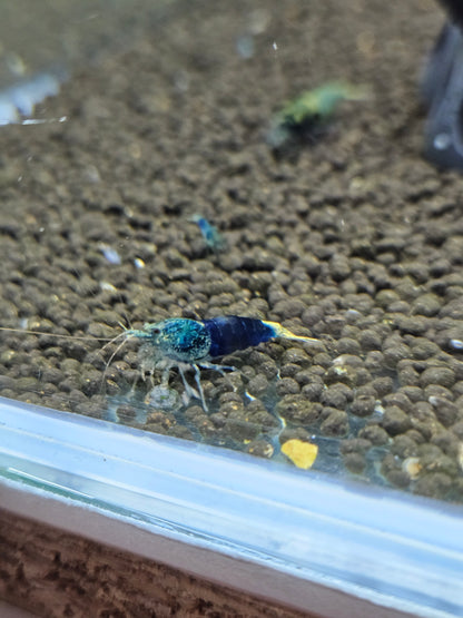 Caridina crazy blue en aquarium - le comptoir aquatique