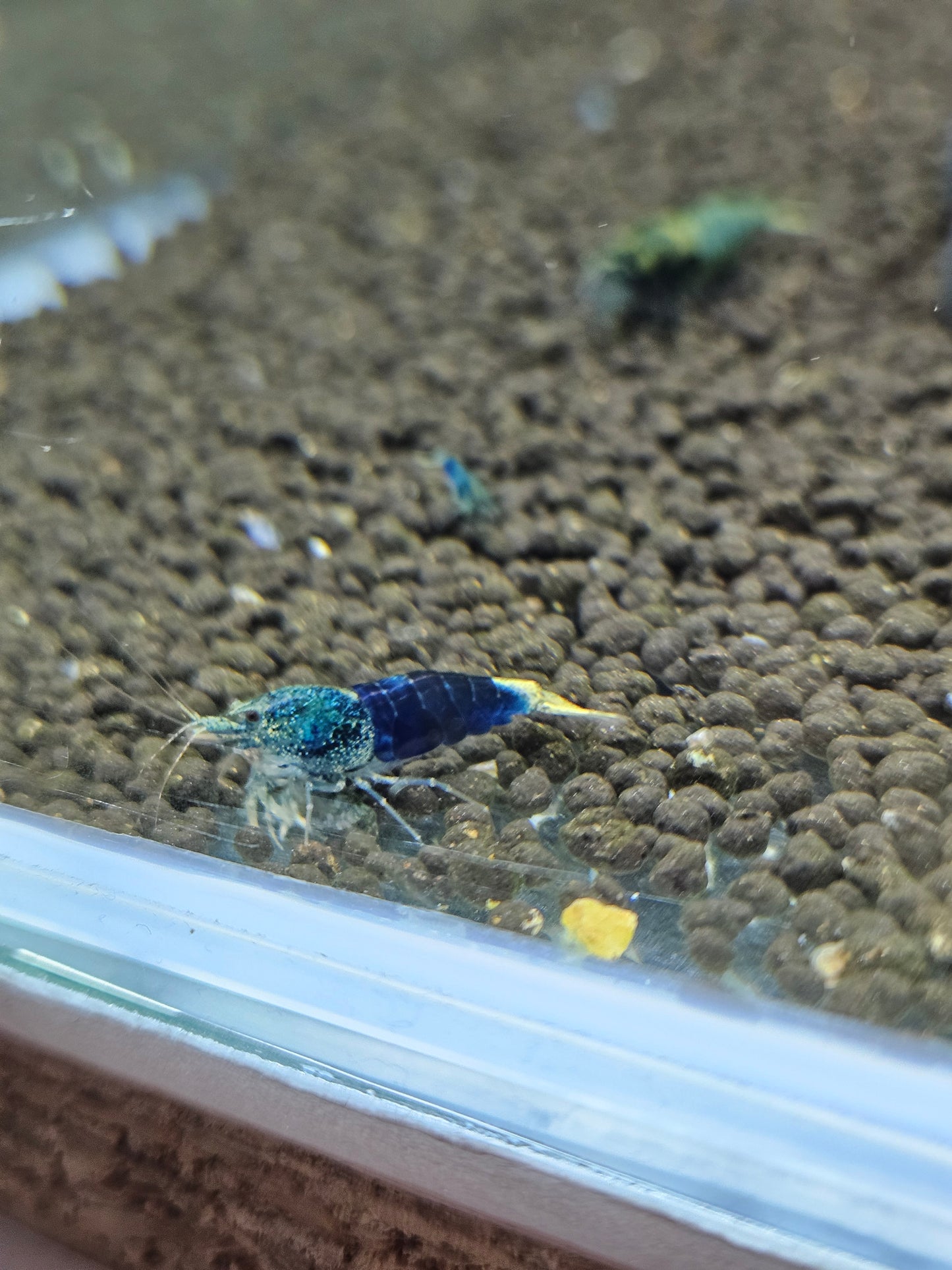 Caridina crazy blue en aquarium - le comptoir aquatique