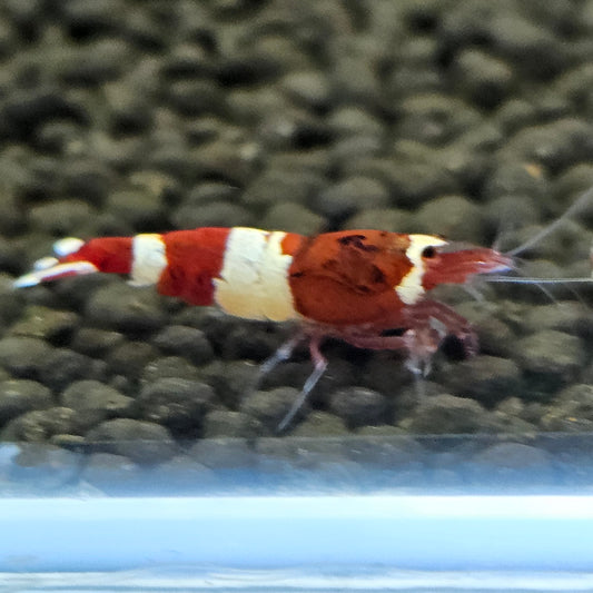 Caridina red wine en aquarium - le comptoir aquatique