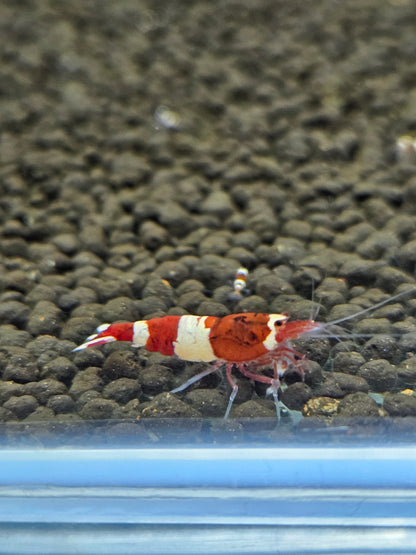 Caridina red wine en aquarium - le comptoir aquatique