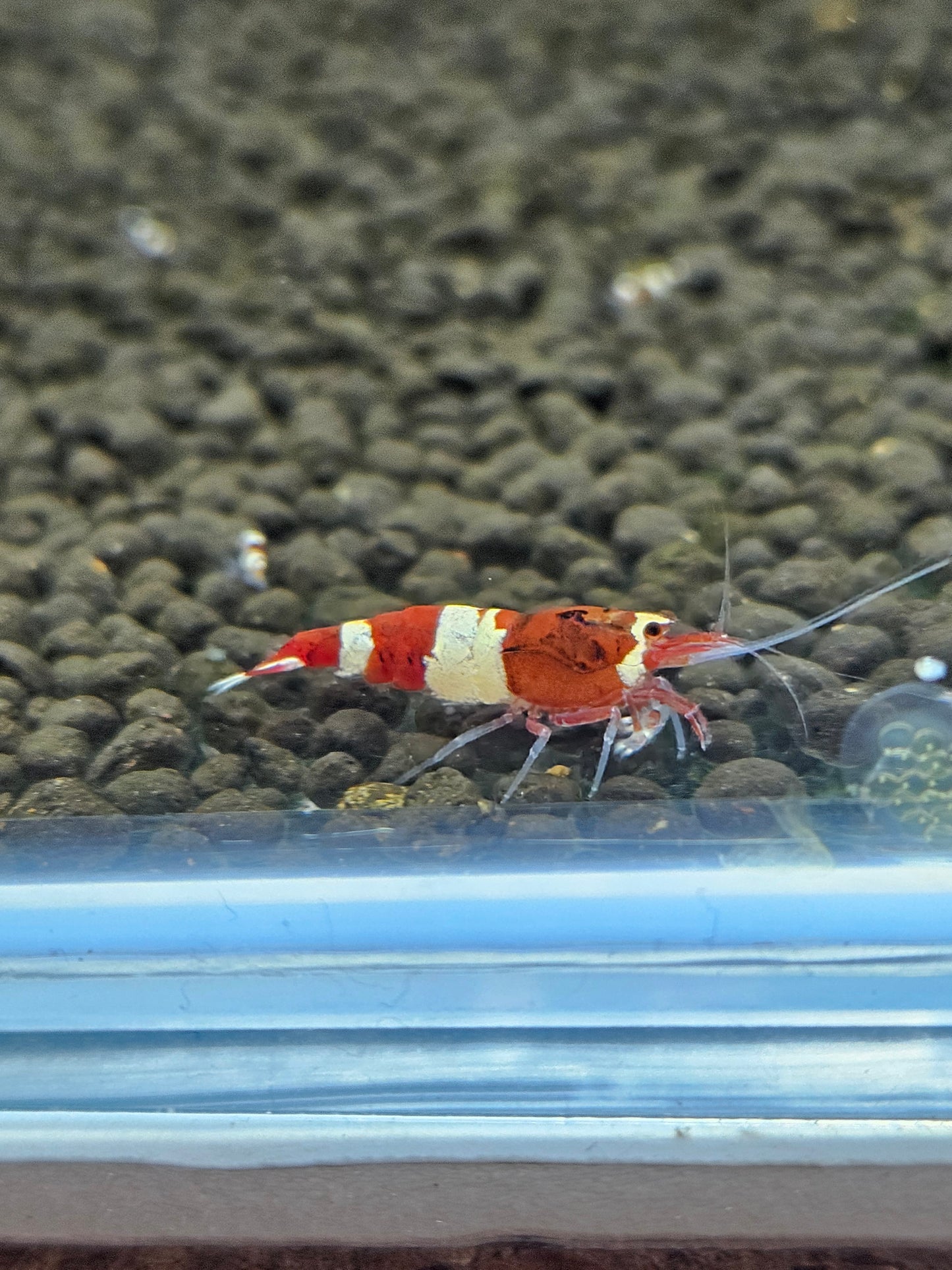 Caridina red wine en aquarium - le comptoir aquatique