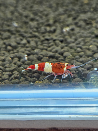 Caridina red wine en aquarium - le comptoir aquatique