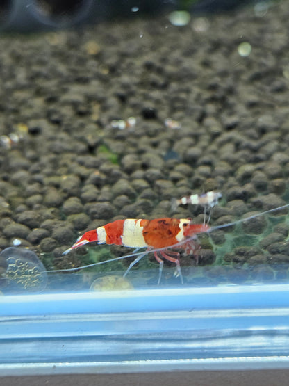Caridina red wine en aquarium - le comptoir aquatique
