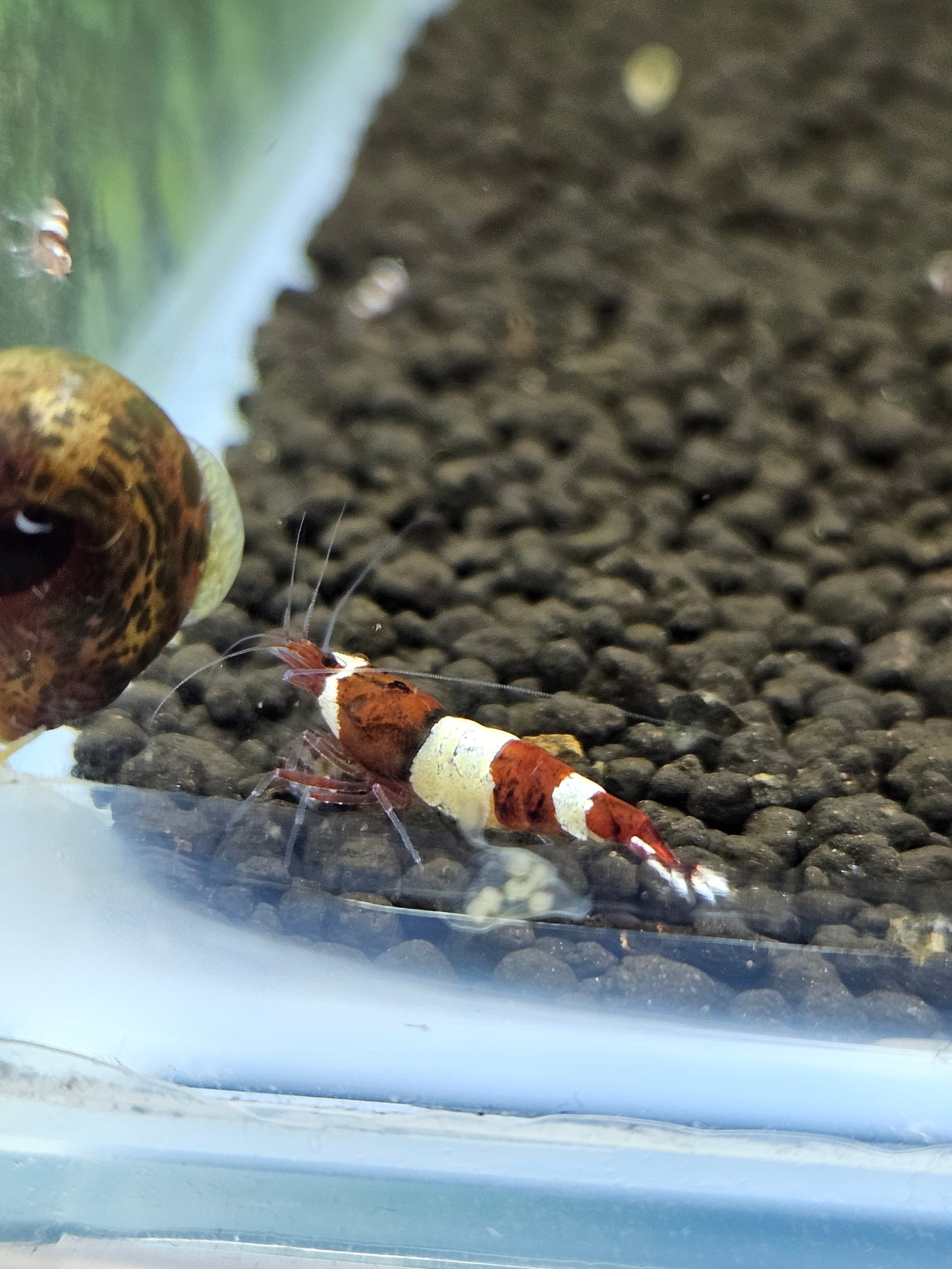 Caridina red wine en aquarium - le comptoir aquatique