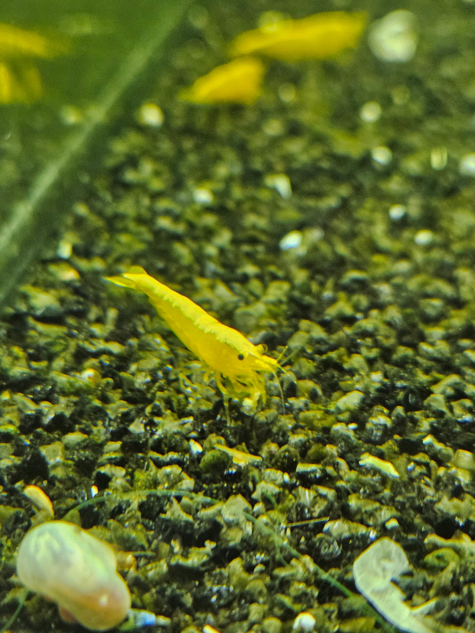 Crevette Neocaridina Yellow neon en aquarium – Le comptoir aquatique