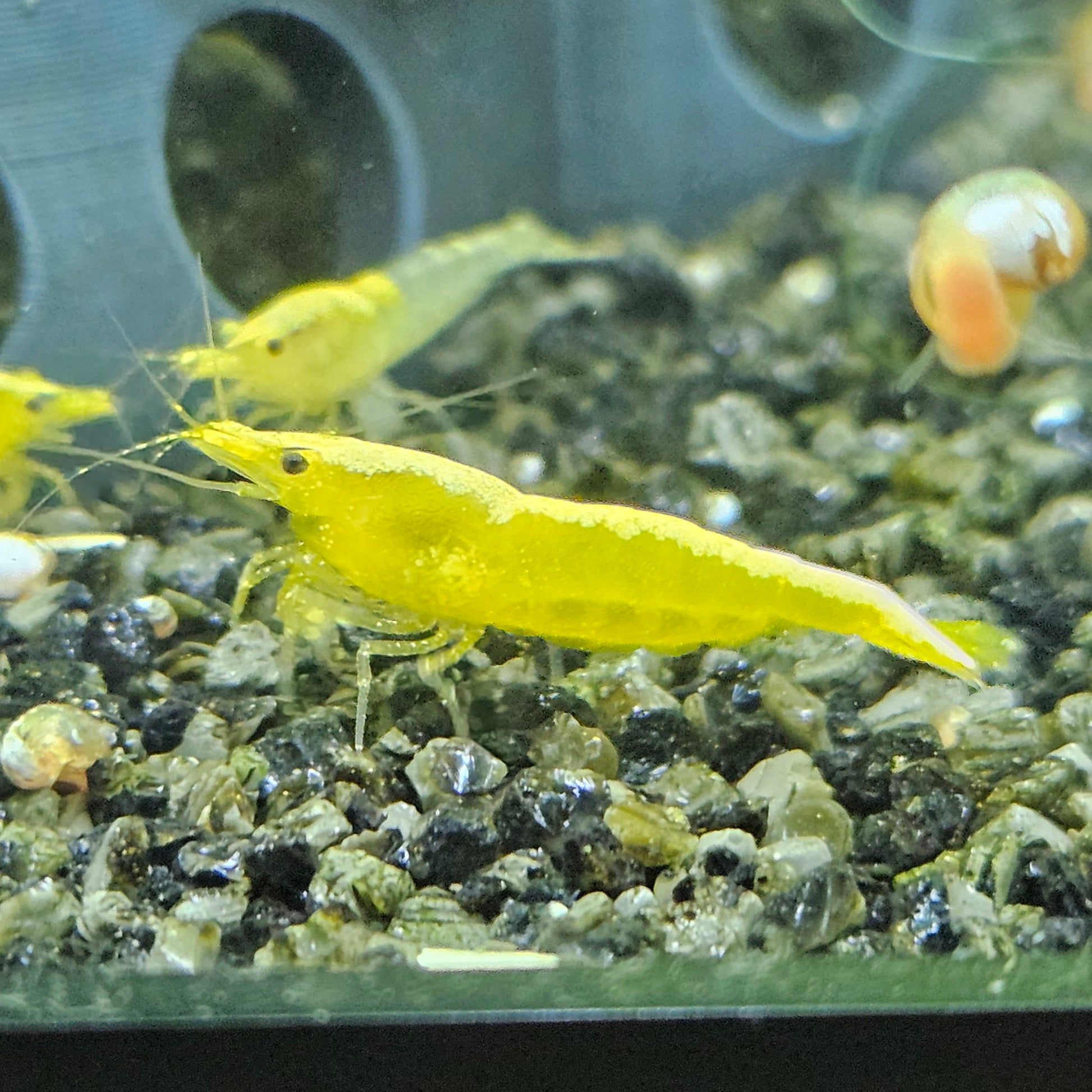 Crevette Neocaridina Yellow neon en aquarium – Le comptoir aquatique