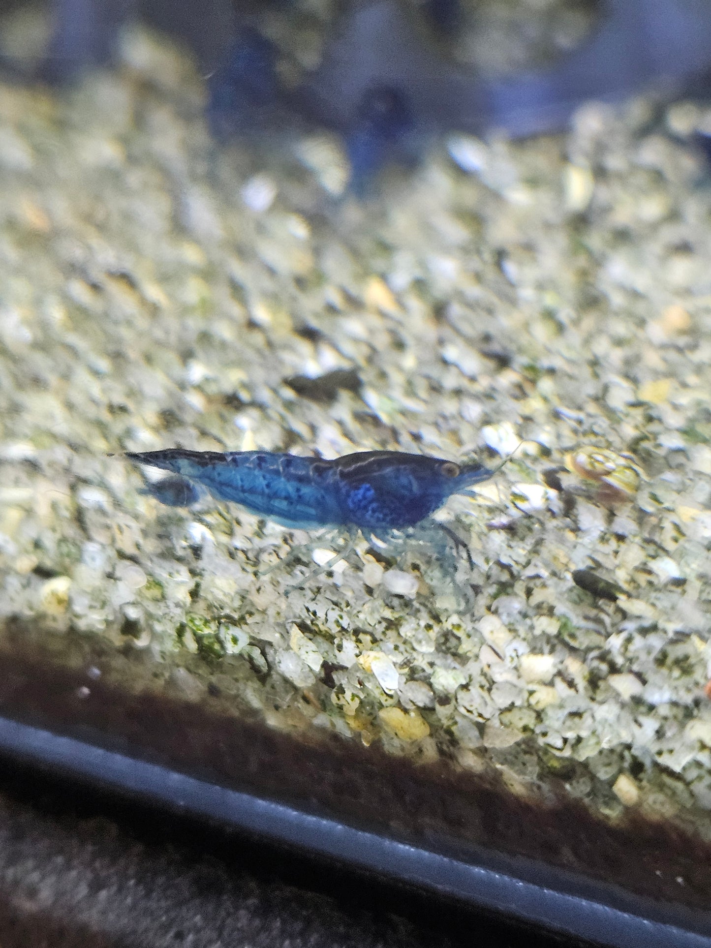 Crevette Neocaridina Blue velvet en aquarium – Le comptoir aquatique