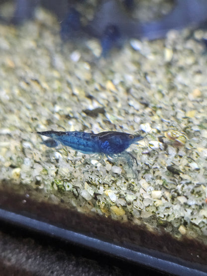 Crevette Neocaridina Blue velvet en aquarium – Le comptoir aquatique