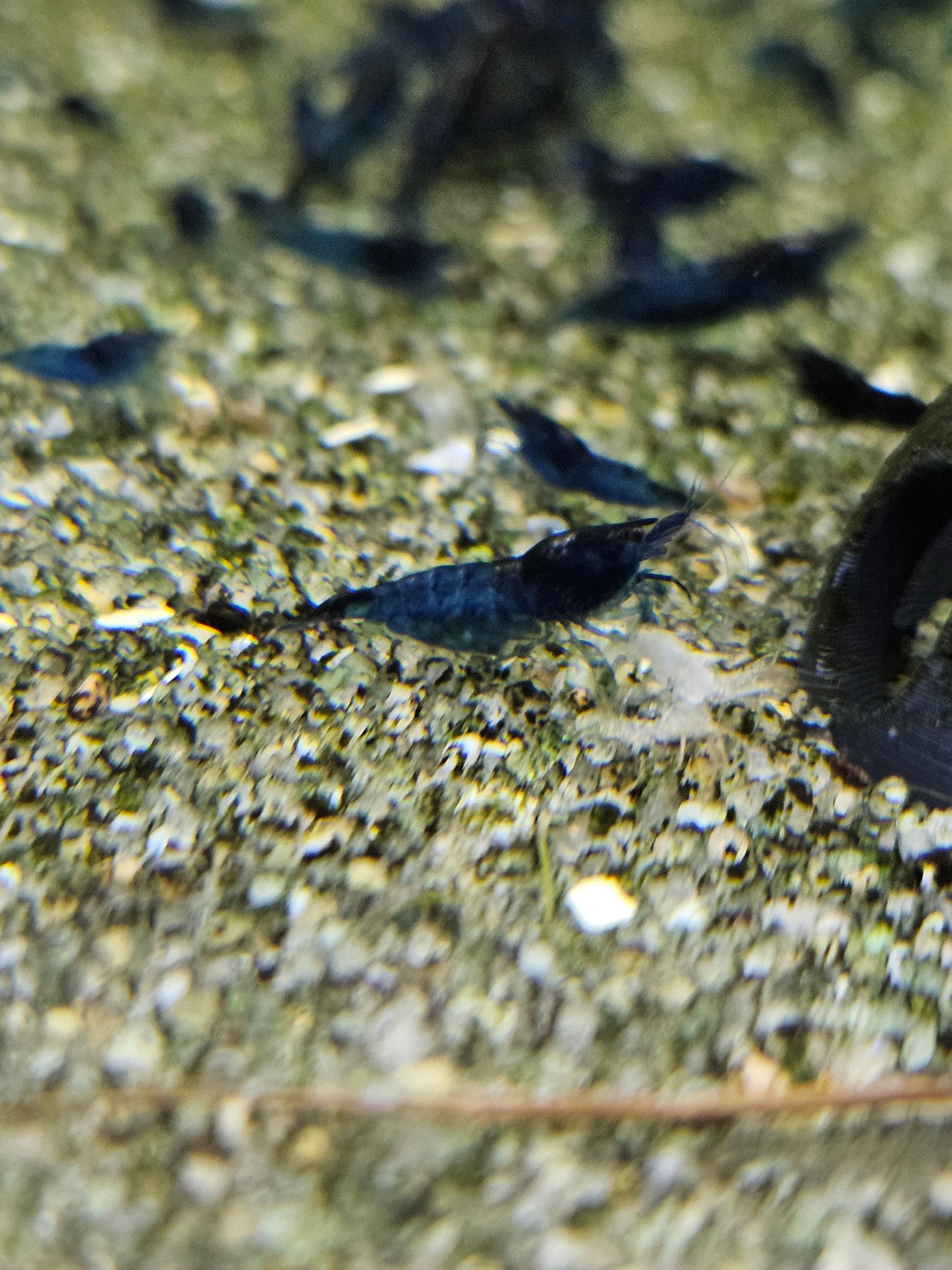 Crevette Neocaridina Blue velvet en aquarium – Le comptoir aquatique