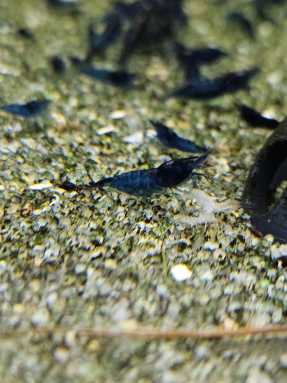 Crevette Neocaridina Blue velvet en aquarium – Le comptoir aquatique