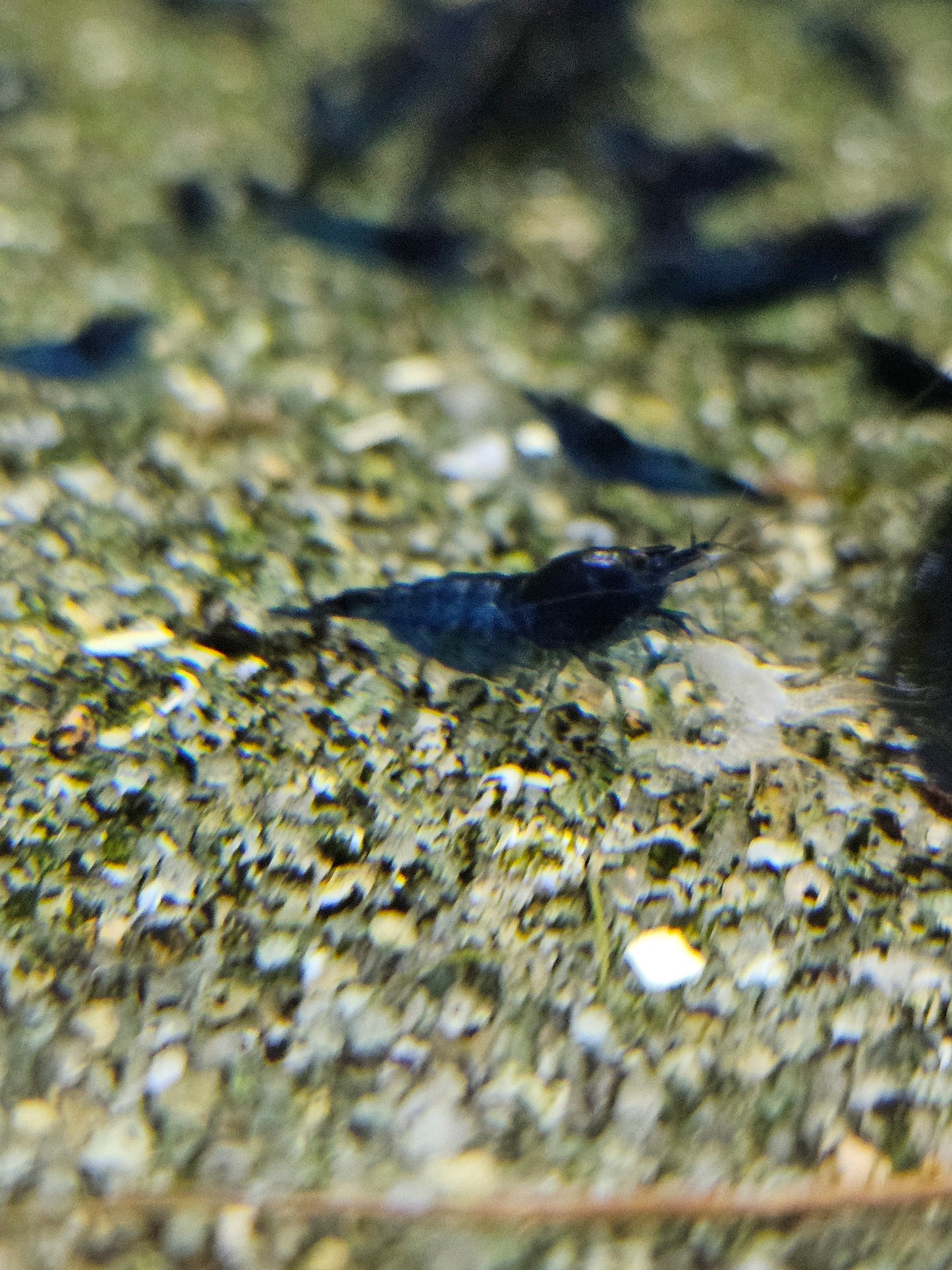 Crevette Neocaridina Blue velvet en aquarium – Le comptoir aquatique
