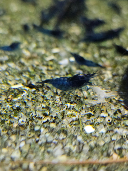 Crevette Neocaridina Blue velvet en aquarium – Le comptoir aquatique