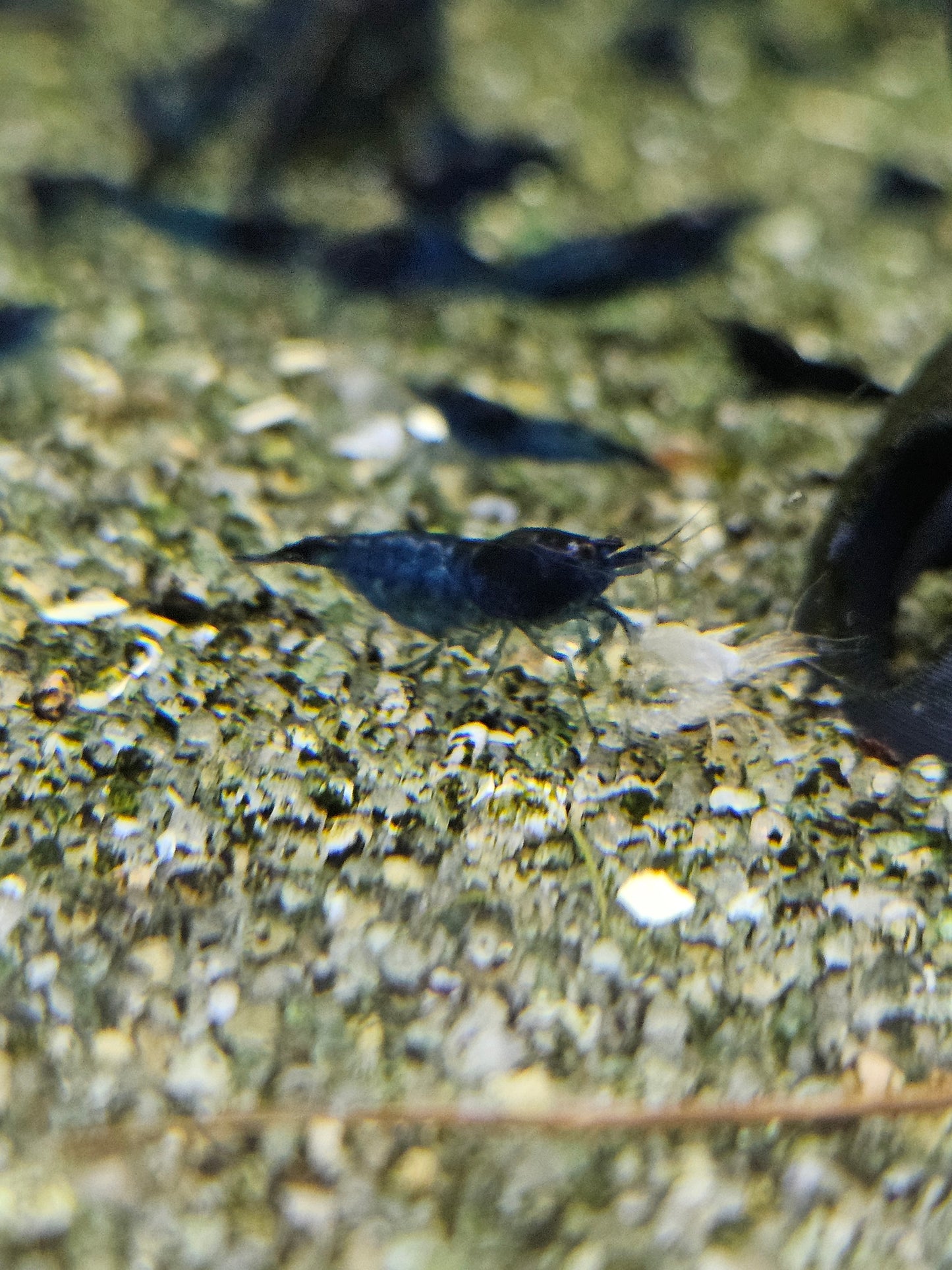 Crevette Neocaridina Blue velvet en aquarium – Le comptoir aquatique
