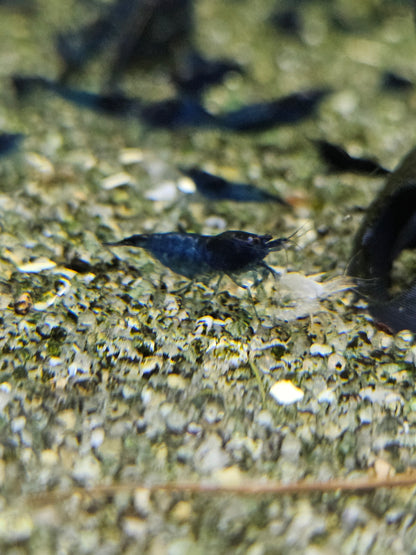 Crevette Neocaridina Blue velvet en aquarium – Le comptoir aquatique