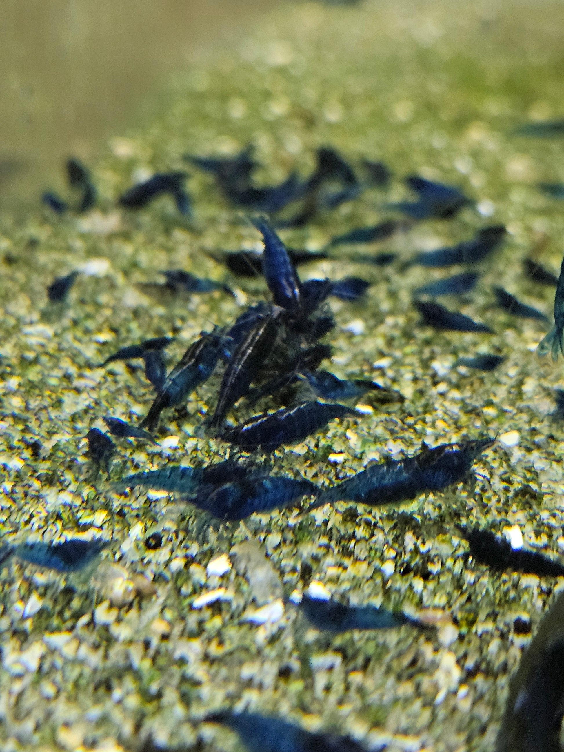 Crevette Neocaridina Blue velvet en aquarium – Le comptoir aquatique