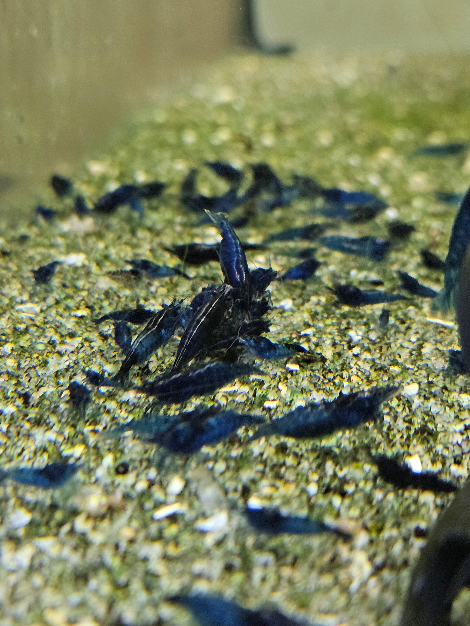 Crevette Neocaridina Blue velvet en aquarium – Le comptoir aquatique
