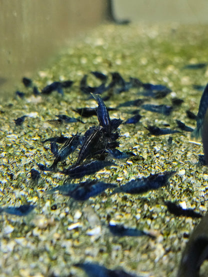 Crevette Neocaridina Blue velvet en aquarium – Le comptoir aquatique
