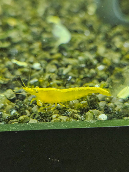 Crevette Neocaridina Yellow neon en aquarium – Le comptoir aquatique