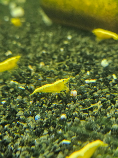 Crevette Neocaridina Yellow neon en aquarium – Le comptoir aquatique